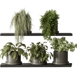 Indoor plant small plant pot